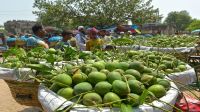 সাতক্ষীরায় হাসছেন চাষিরা, রাজশাহীতে রপ্তানি নিয়ে শঙ্কা