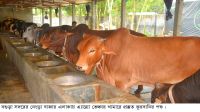 বগুড়ায় কুরবানির জন্য প্রস্তুত   লাখ ৪০ হাজার পশু