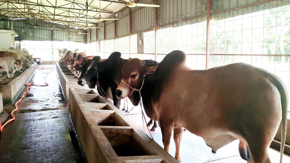 কোরবানির পশু প্রস্তুতে ব্যস্ত সীতাকুণ্ডের খামারিরা