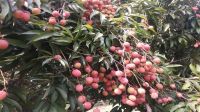 চাটমোহরে লিচুর বাম্পার ফলন: বাজারে বিক্রি হচ্ছে চড়াদামে