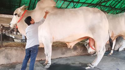 ভাগে কোরবানির ক্ষেত্রে ৬ সতর্কতা