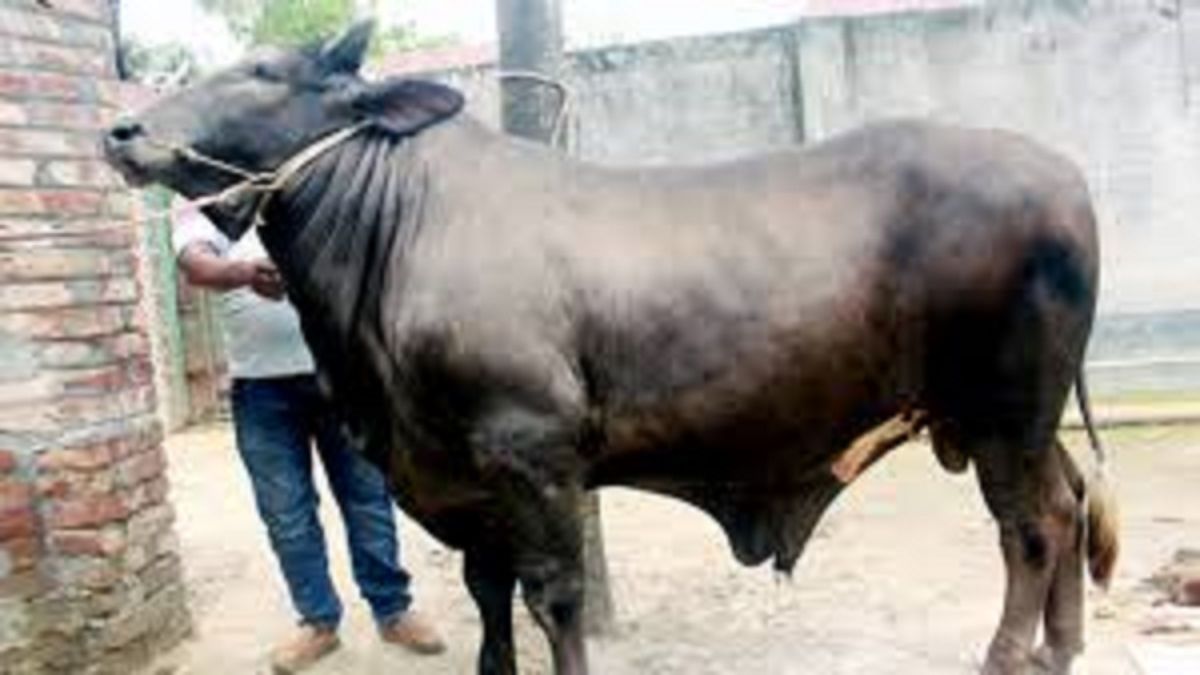 জবাইয়ের সময় পশুর মাথা আলাদা হয়ে গেলে কোরবানি হবে?