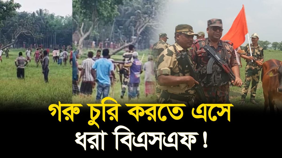 বিএসএফের গরু চুরি রুখে দিল বাংলাদেশিরা!
