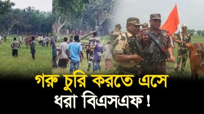 বিএসএফের গরু চুরি রুখে দিল বাংলাদেশিরা!