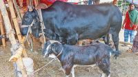 ২০ লাখ টাকায় বিক্রি হলো আলোচিত ষাড় ‘কালো মানিক’
