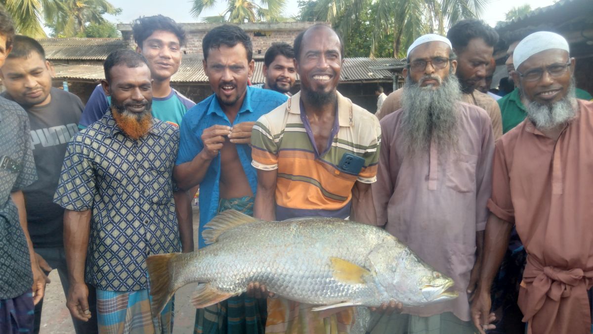 সাতক্ষীরার জেলের জালে  ১২ কেজির ভেটকি