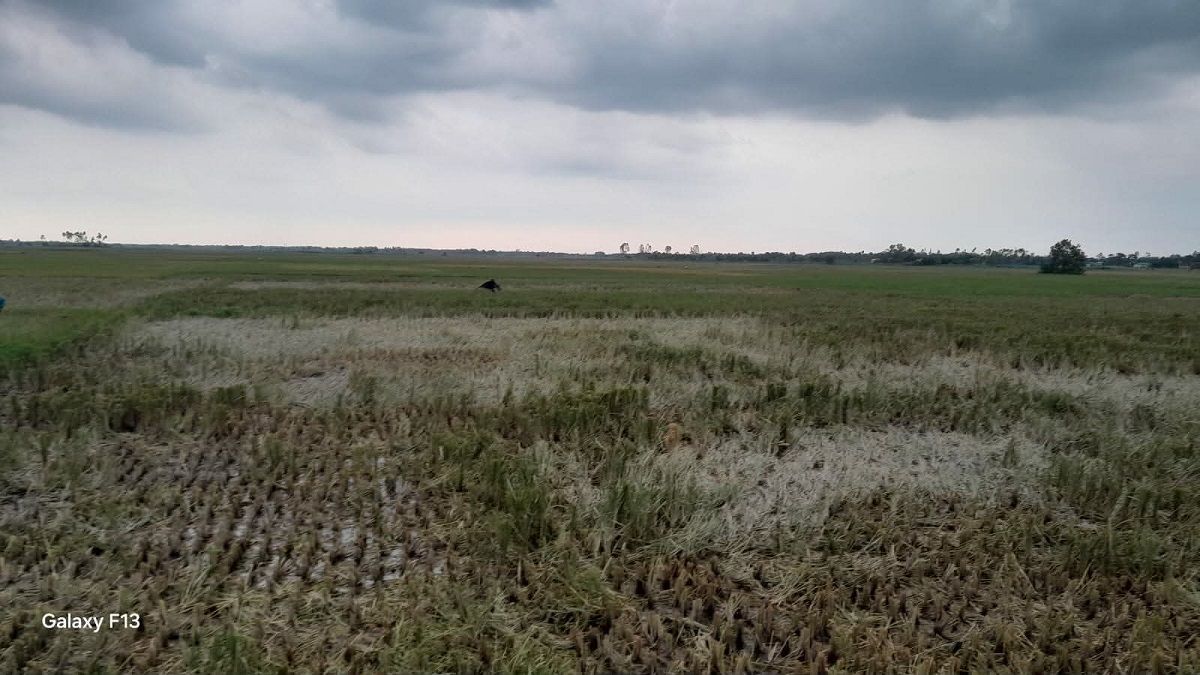 ভূমিদস্যুদের কবলে ঐতিহ্যবাহী কাটেঙ্গা বিল