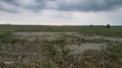 ভূমিদস্যুদের কবলে ঐতিহ্যবাহী কাটেঙ্গা বিল