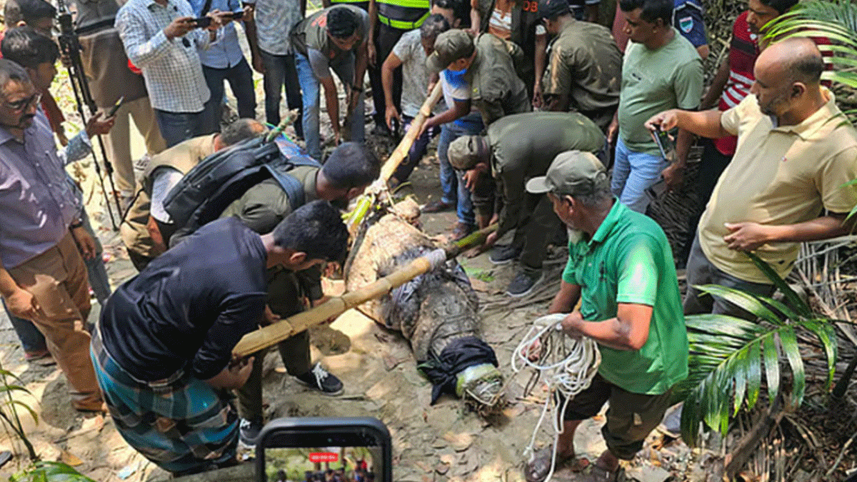 সরিয়ে নেওয়া হয়েছে খানজাহান আলী মাজারের দিঘির কুমিরটি