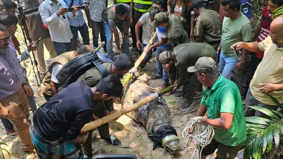 কুমির সরিয়ে নেওয়ায় ক্ষোভ খাদেমের, ফিরিয়ে দেওয়ার দাবি