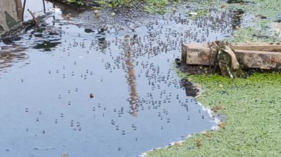 বর্ষার আগেই মশার উপদ্রবে চোখ রাঙাচ্ছে ডেঙ্গু