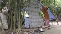 অন্যের বাঁশঝাড়ে অনাহারে কাটছে  ষাটোর্ধ্ব মাহমুদ দম্পতির জীবন