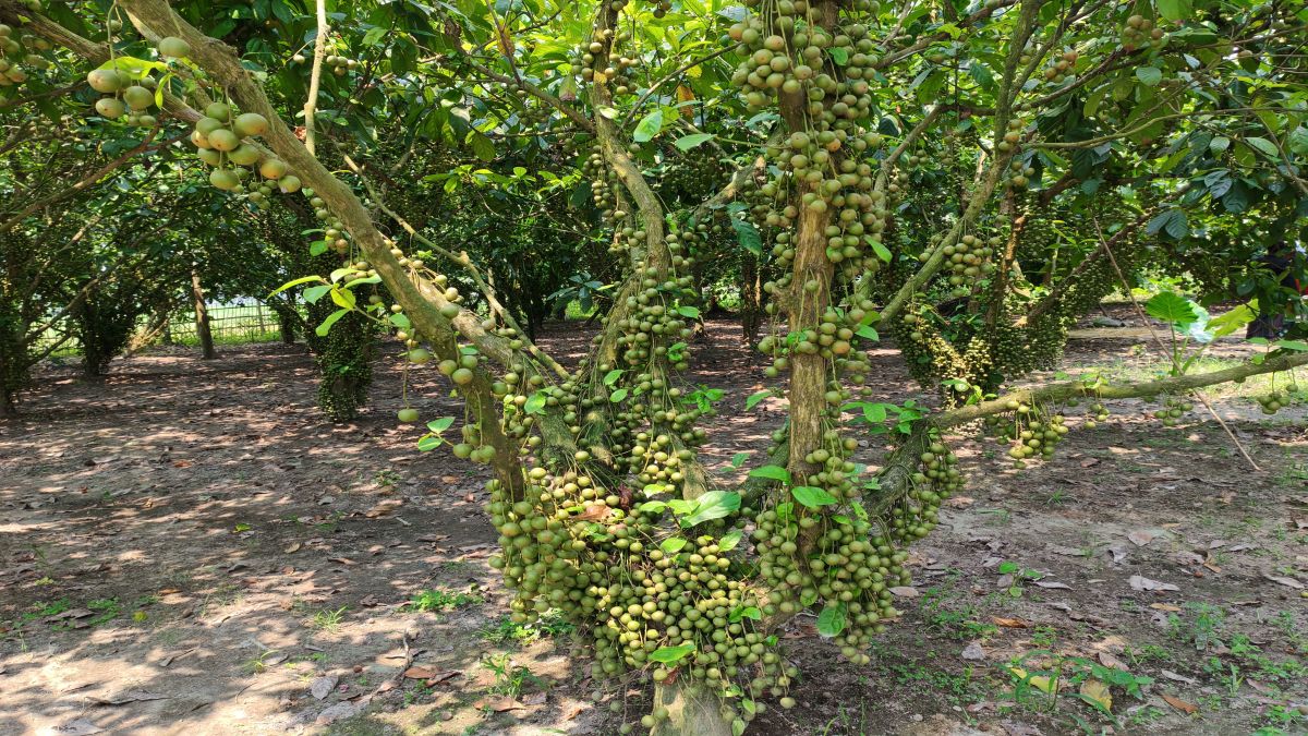 পীরগঞ্জে নটকন চাষে অভিজিতের সাফল্য
