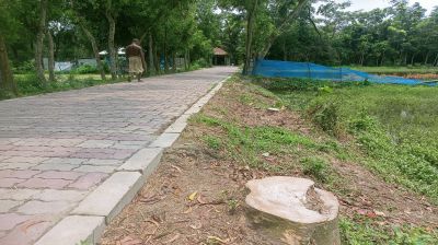 ঈদের ছুটিতে সড়কের গাছ কেটে নিলেন বিএনপি নেতা
