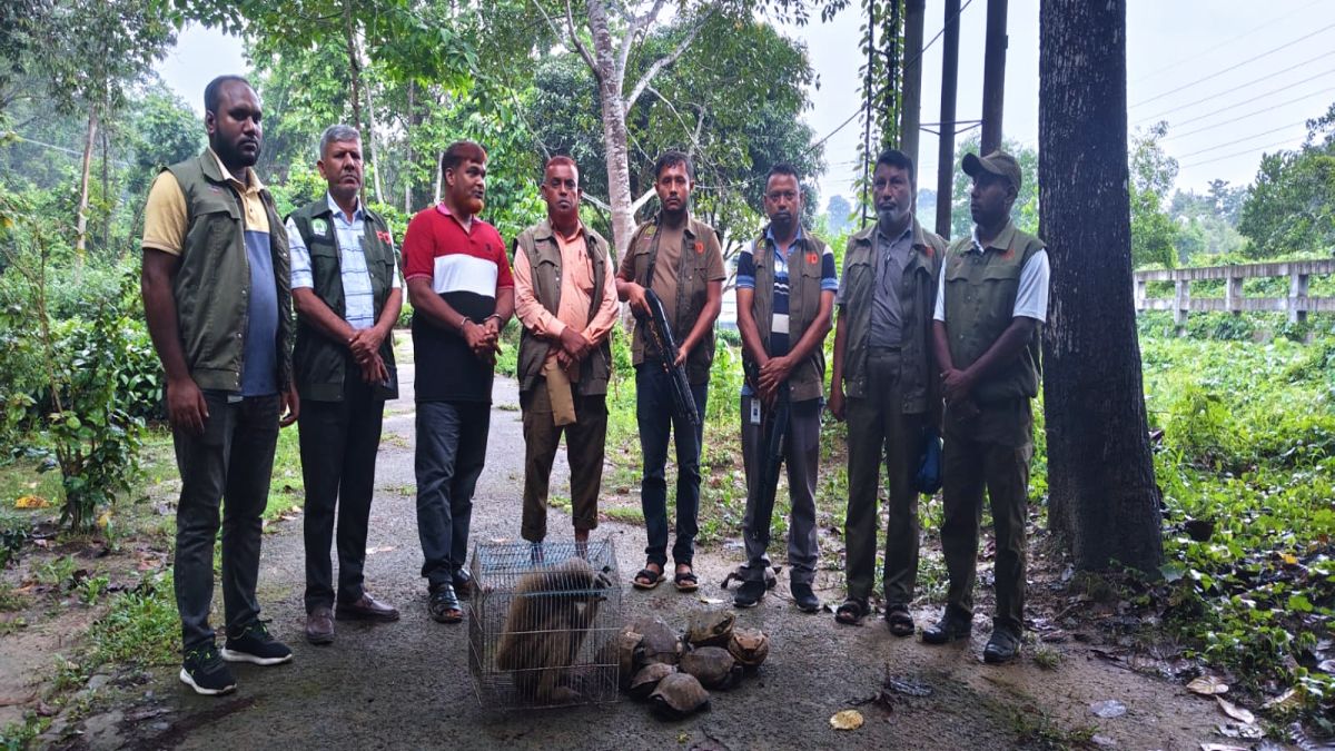 লোহাগাড়ায় হনুমান ও কচ্ছপসহ  পাচারকারী আটক