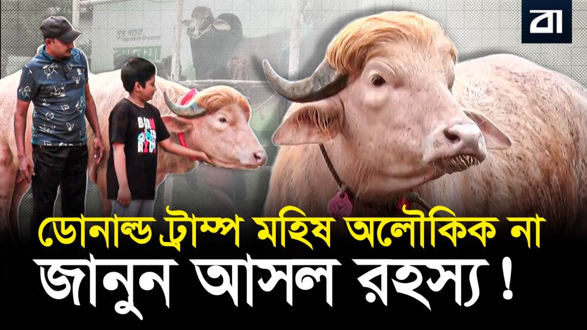 কোটি টাকার ‘ডোনাল্ড ট্রাম্প’ মহিষ! বিজ্ঞান কী বলে?