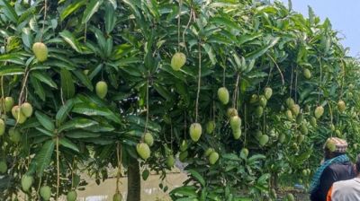 সুন্দরবনের উপকূলে বারোমাসি  কাটিমন আমের বিপ্লব