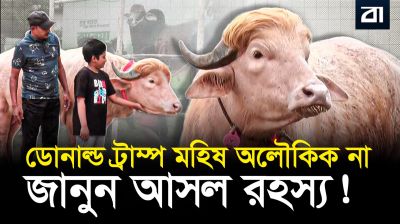কোটি টাকার ‘ডোনাল্ড ট্রাম্প’ মহিষ! বিজ্ঞান কী বলে?
