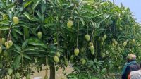 সুন্দরবনের উপকূলে বারোমাসি  কাটিমন আমের বিপ্লব