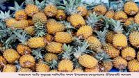 দেশজুড়ে খ্যাতি কুড়াচ্ছে  ঘোড়াশালের সু-স্বাদু আনারস
