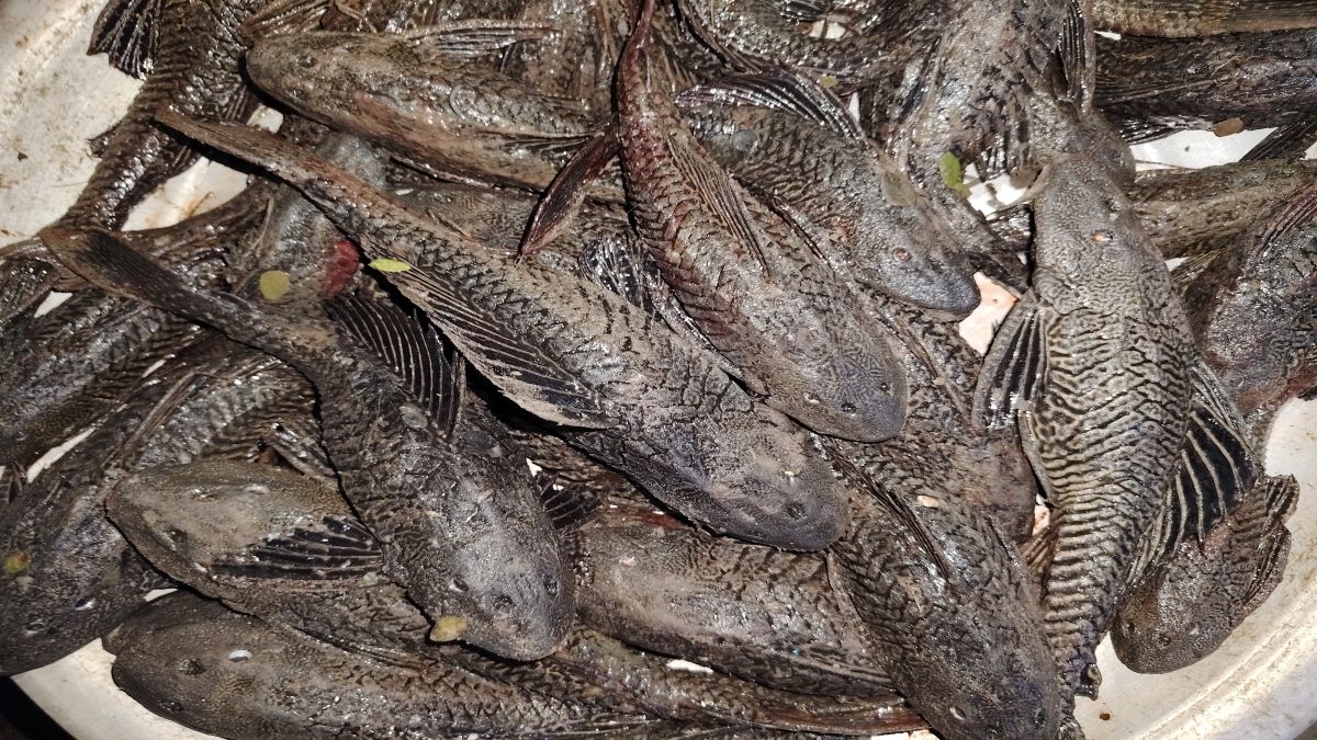 শীতলক্ষ্যায় জালভর্তি ‘সাকার ফিশ’,  হারিয়ে যাচ্ছে দেশি প্রজাতি