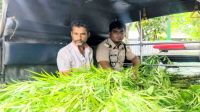 ভূঞাপুরে পাটক্ষেতের আড়ালে গাঁজা চাষ