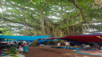 শতবর্ষের পথচলায় শতবর্ষী  বটবৃক্ষ ও কালিদাস হাট