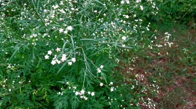 কুষ্টিয়ায় বাড়ছে পার্থেনিয়ামের  বিস্তার’