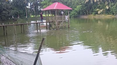 সমন্বিত কৃষি খামারে সফল উদ্যোক্তা   লক্ষ্মীপুরের সাইফুল