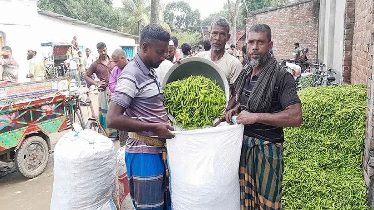 দুই সপ্তাহের ব্যবধানে নওগাঁয় কাঁচামরিচের দাম বাড়লো ১৫০ টাকা