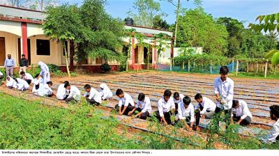 টাঙ্গাইলের মহিষমারা কলেজে   ফসলের মাঠে শিক্ষার্থীরা
