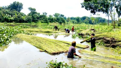 চলনবিলে পাটের বাম্পার ফলন