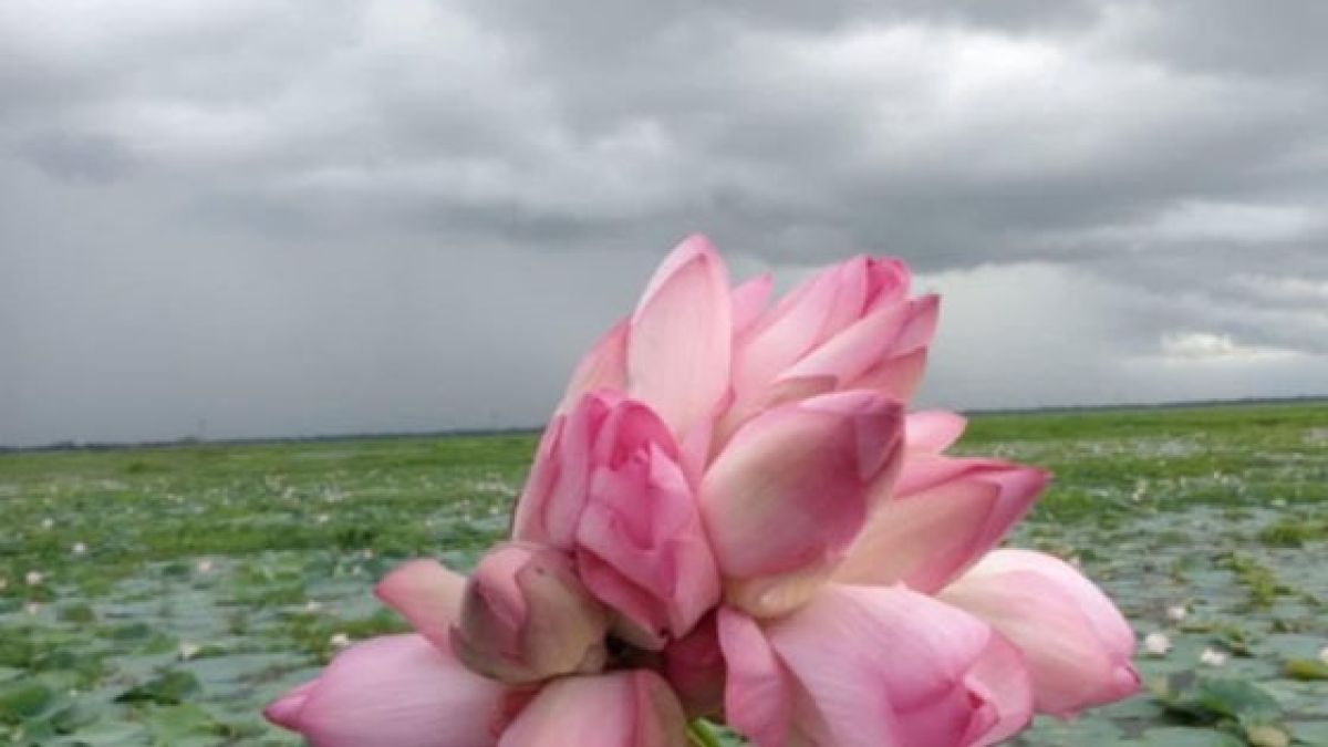 চাটমোহরে ডিকশি বিল এখন শাপলার  সৌন্দর্য