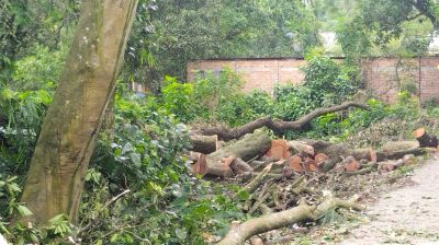 বগুড়ার শেরপুরে গাছ মালিকের   বিরুদ্ধে মামলা