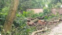 বগুড়ার শেরপুরে গাছ মালিকের   বিরুদ্ধে মামলা