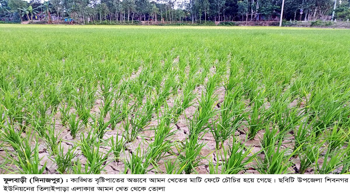 ফুলবাড়ীতে সেচের পানিতে   ফসল বাঁচানোর চেষ্টা