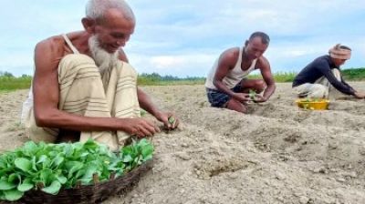 ভালো দামের আশায় সিরাজগঞ্জে   আগাম সবজি চাষে কৃষক