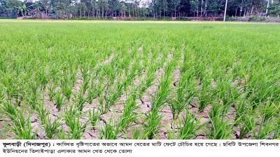 ফুলবাড়ীতে সেচের পানিতে   ফসল বাঁচানোর চেষ্টা