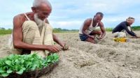ভালো দামের আশায় সিরাজগঞ্জে   আগাম সবজি চাষে কৃষক