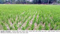 ফুলবাড়ীতে সেচের পানিতে   ফসল বাঁচানোর চেষ্টা