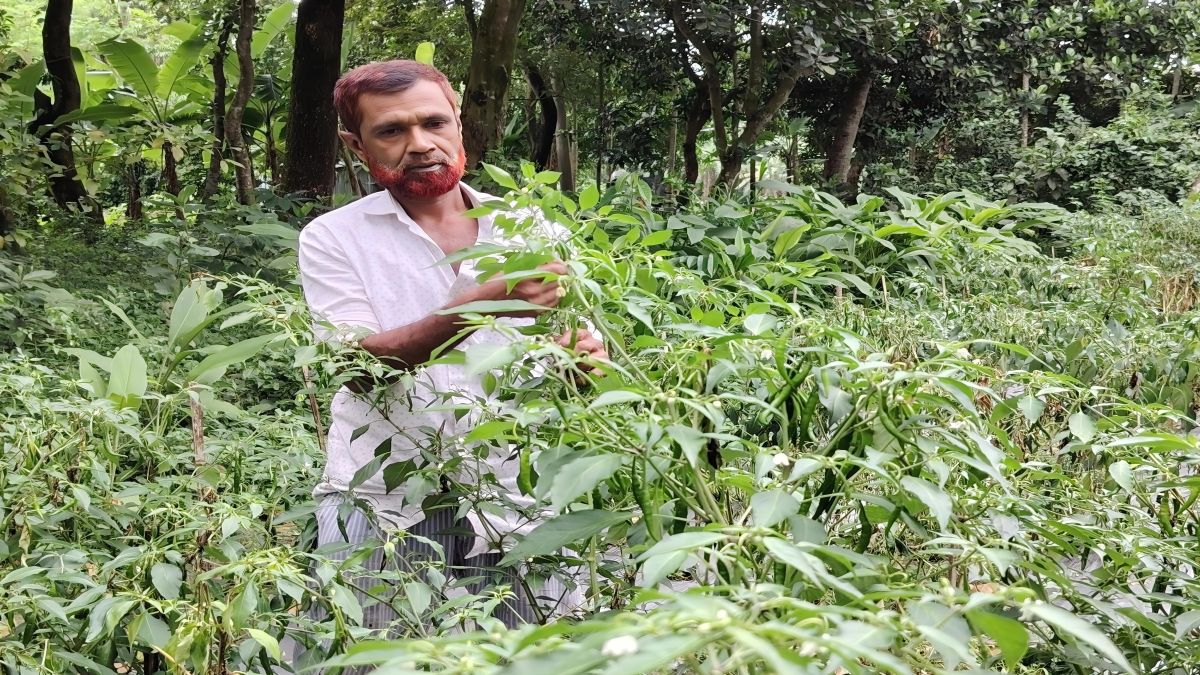 কালীগঞ্জে মরিচ চাষে নতুন স্বপ্ন কামালের