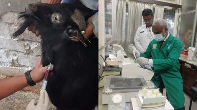 ছাগলে নতুন রোগসৃষ্টিকারী ব্যাকটেরিয়া শনাক্ত, দাবি বাকৃবি গবেষকদের