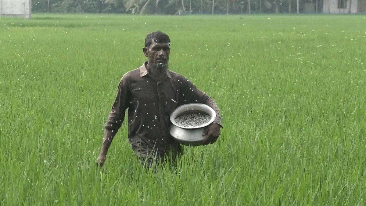 কৃত্রিম সংকটে বাড়ছে সারের দাম