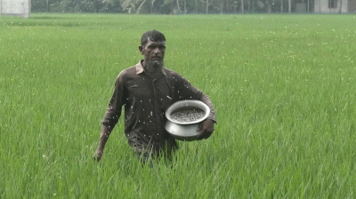 কৃত্রিম সংকটে বাড়ছে সারের দাম