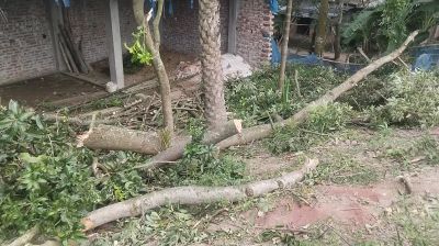 নওগাঁয় সরকারি গাছ কাটার তাণ্ডব