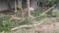 নওগাঁয় সরকারি গাছ কাটার তাণ্ডব