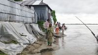 উলিপুরে নদীভাঙনে বসতভিটা হারানোর   শঙ্কায় বিধবা জসদা রানী
