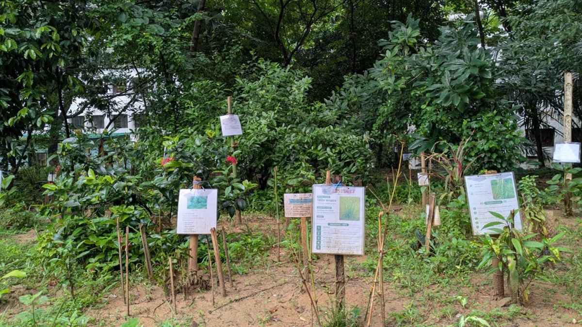 ৫০ প্রজাতির গাছ নিয়ে কুবির ফার্মেসি বিভাগের ঔষধি বাগান