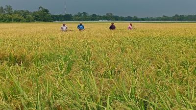 নীলফামারীতে আউশ ধানের   ভিত্তি বীজ উৎপাদন