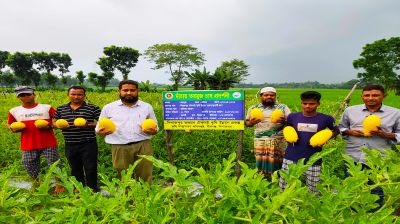 বীরগঞ্জে হলুদ রঙের তরমুজ   চাষে কৃষকের বাজিমাত